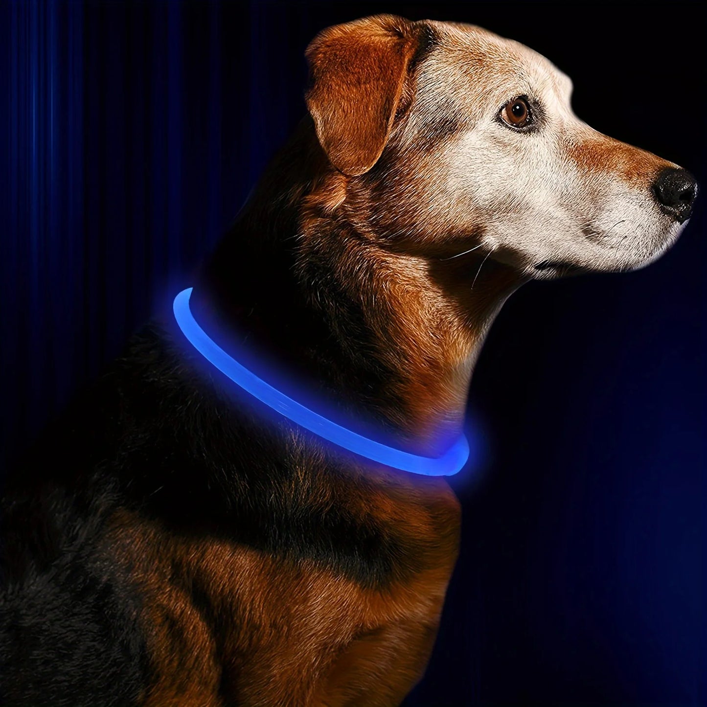USB LED Dog Collar – Bright, Safe, and Rechargeable! - DOM BLACK SHOP