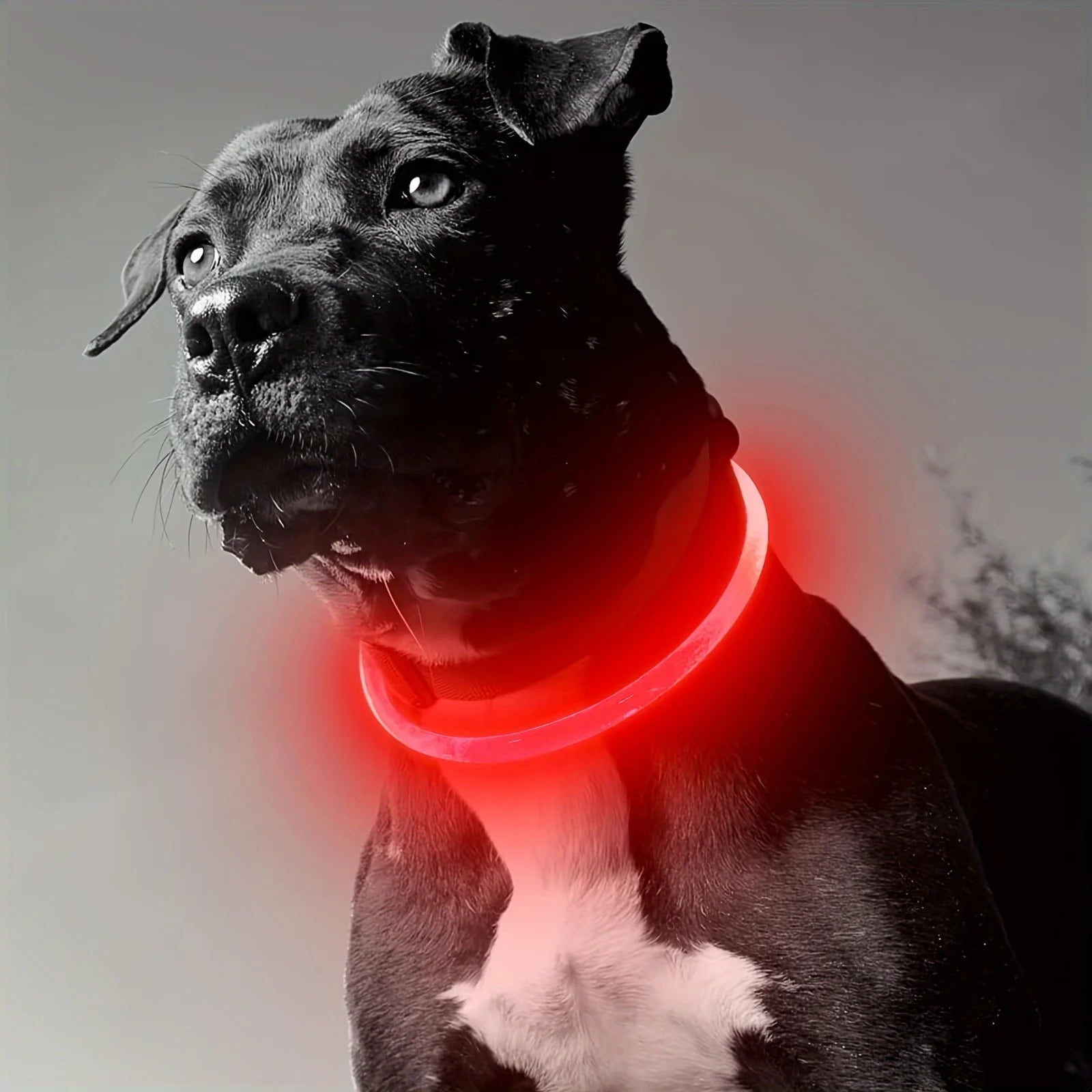 USB LED Dog Collar – Bright, Safe, and Rechargeable! - DOM BLACK SHOP